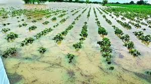 Unseasonal Rains Ravage Crops in Nizamabad, Farmers Face Heavy Losses