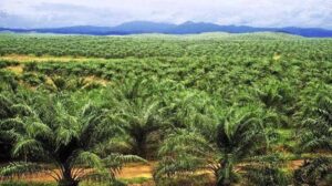 Rs.300 crore Godrej Oil Palm project in Telangana – CM Revanth
